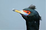 Red-faced Cormorantborder=